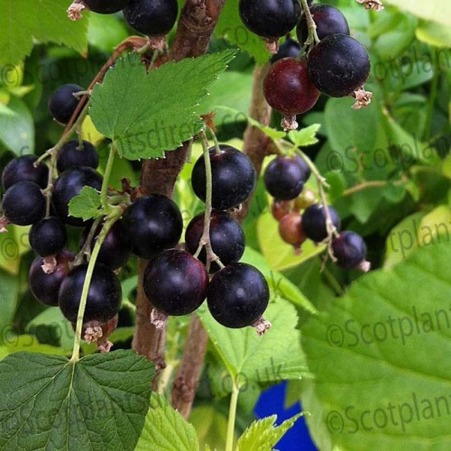 Black Currant Bush - Ribes Nigrum Cassissima Noiroma | ScotPlants Direct